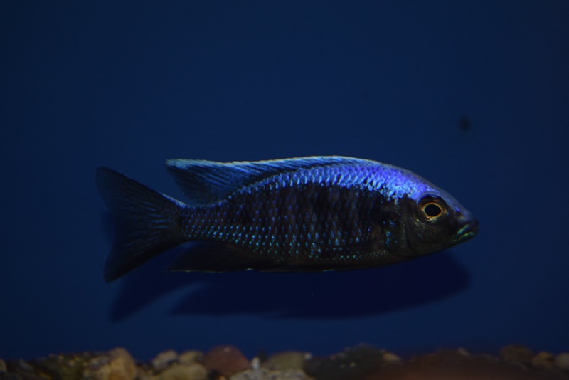 Copadichromis trewavasae 'Likoma Island'